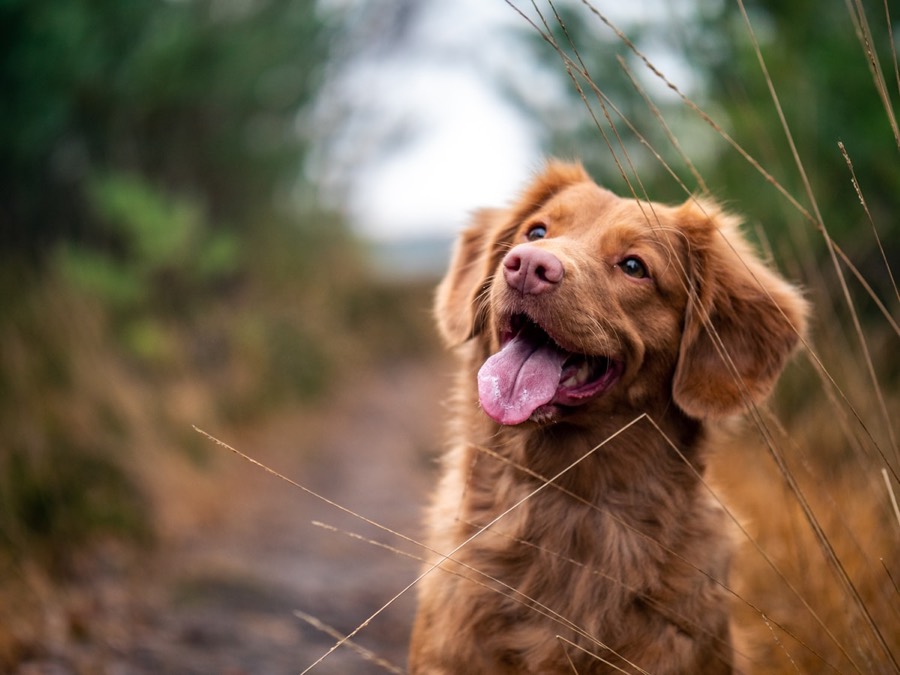 เตรียมสัตว์เลี้ยงก่อนเดินทางอย่างปลอดภัย